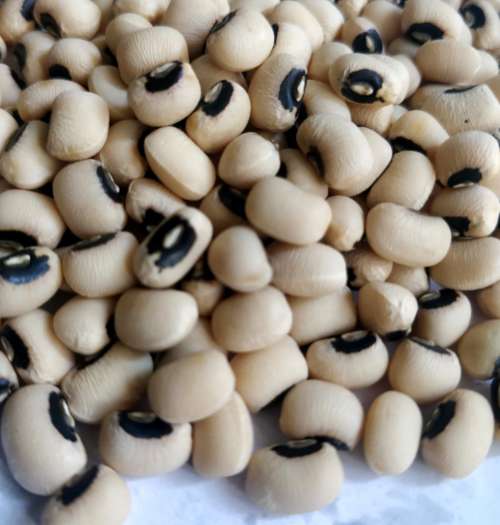 bean, food, nutrition, seed, diet, cereal, abobo, oeil noir, haricot, phaseolus, kissi, dolique, white beans