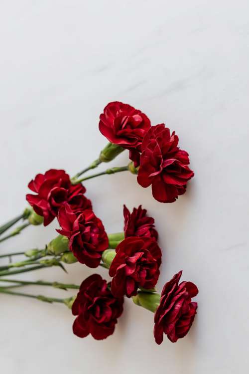 Carnation Backgrounds