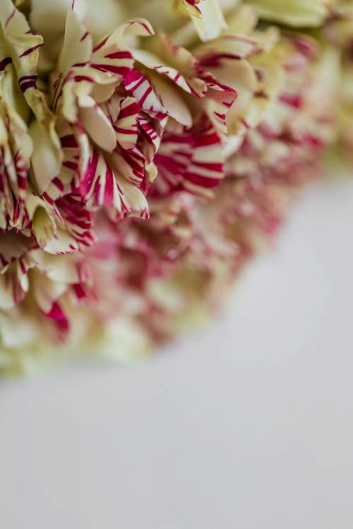 Carnation Backgrounds