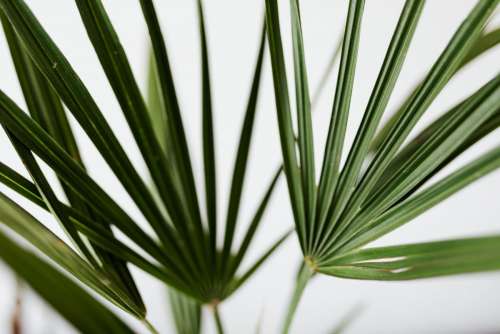 European fan palm