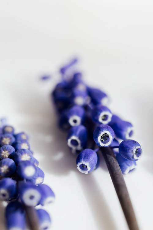 Grape hyacinth flower - Muscari