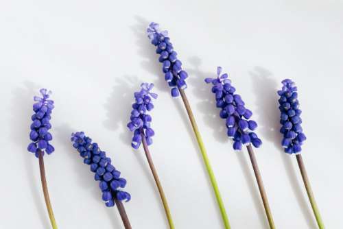 Grape hyacinth flower - Muscari