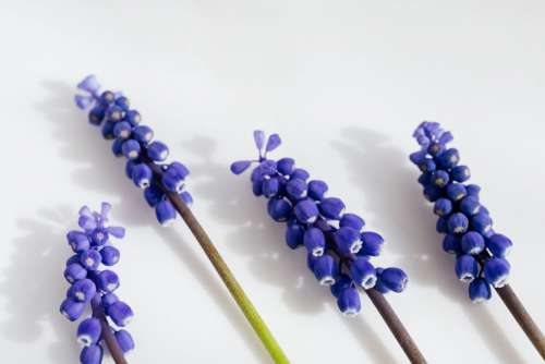 Grape hyacinth flower - Muscari