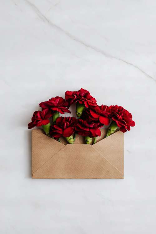 Red carnations in an envelope