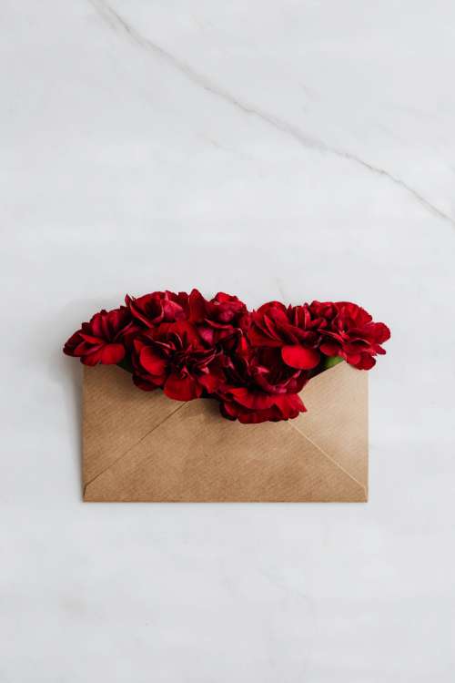 Red carnations in an envelope