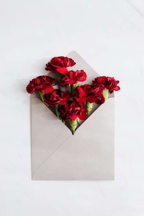 Red carnations in an envelope