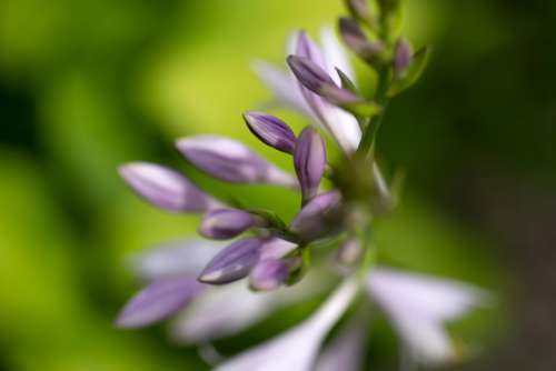 Purple Flowers Macro Free Photo