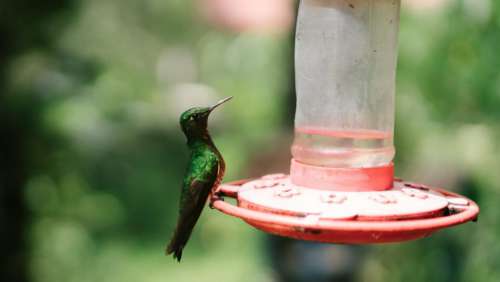 Hummingbird Nature Free Photo