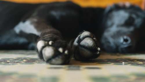 Sleeping Dog Paws Free Photo