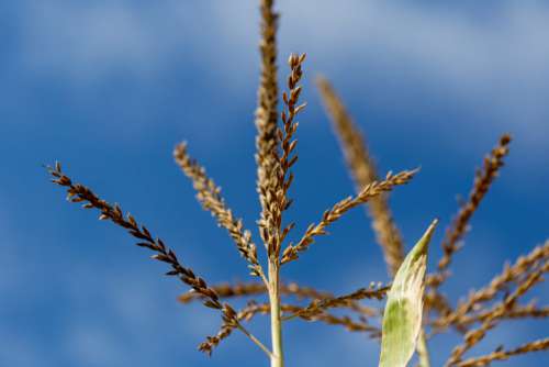 Tall Grass and Sky Free Photo