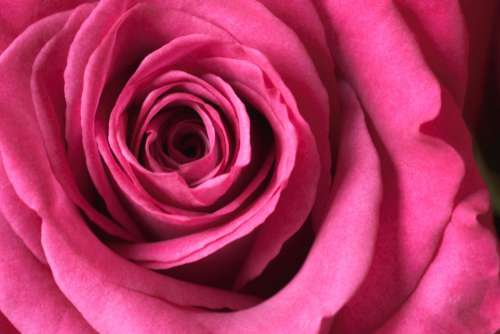Macro Rose Blossom Free Photo