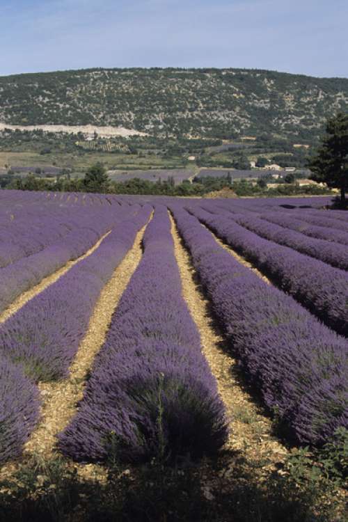 Lavendar fields, Provence, France