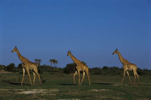 Giraffe , Northern Botswana