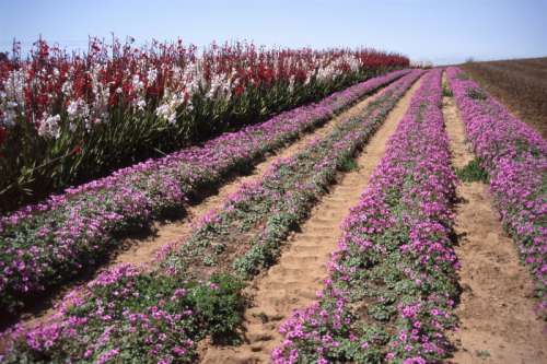 Photo, rows of purple, red and white flowers, Color