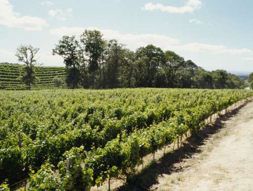 panoramic view of a vineyard