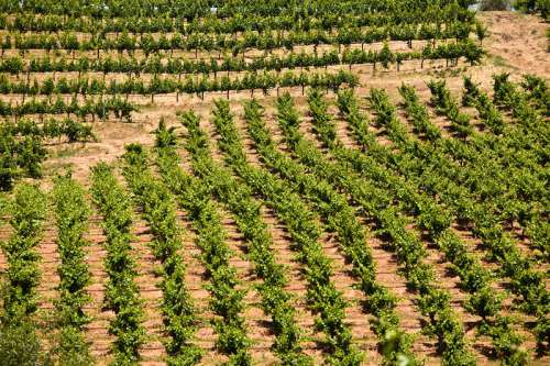 Crop rows at vineyard