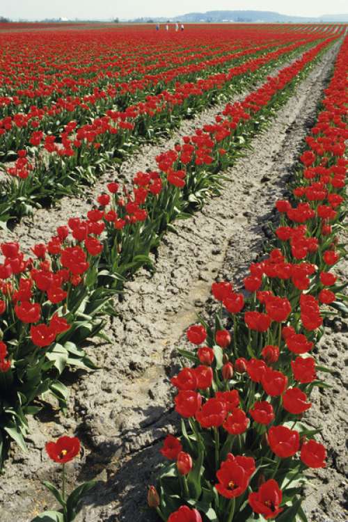 Tulip field, LaConner, Washington, USA