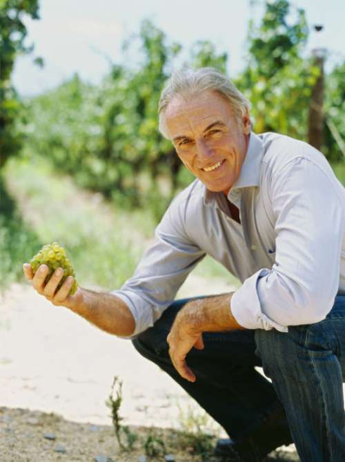 portrait of a mature man holding a bunch of grapes in a vineyard