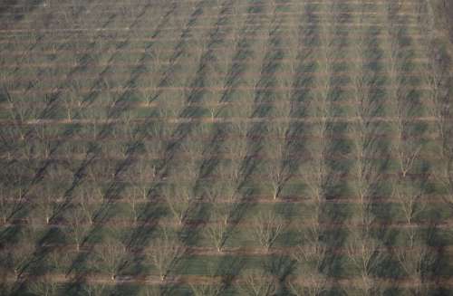Bare pecan orchard, aerial view, early Spring, Georgia, USA
