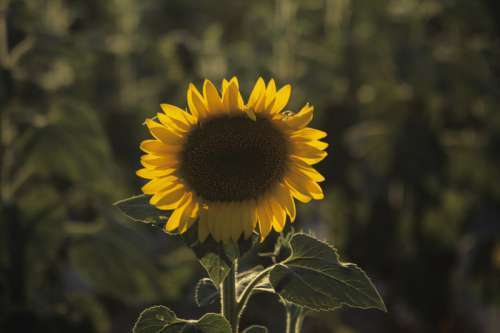 Sunflower, Provence, France, (Close-up)