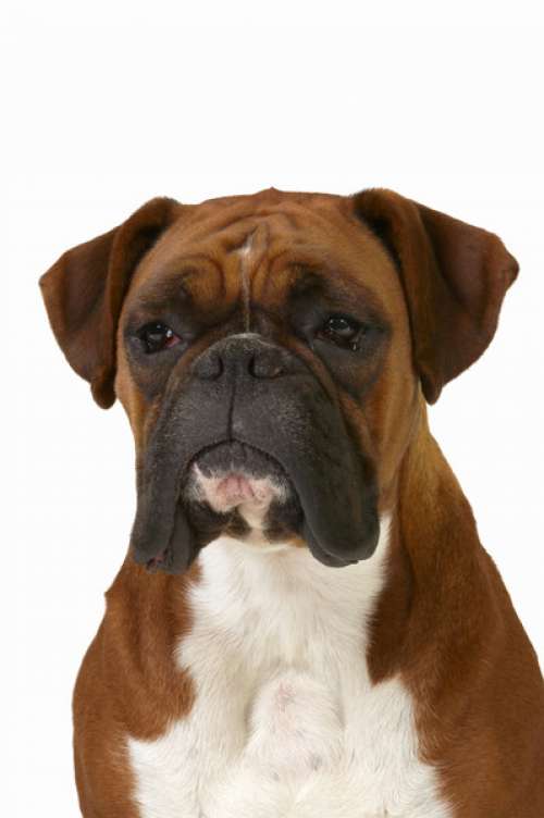 Close up of a boxer