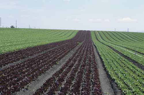 Red and green romaine lettuce fields