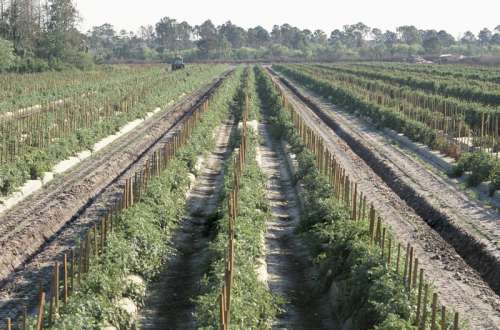 Fruit farming , Florida , North America