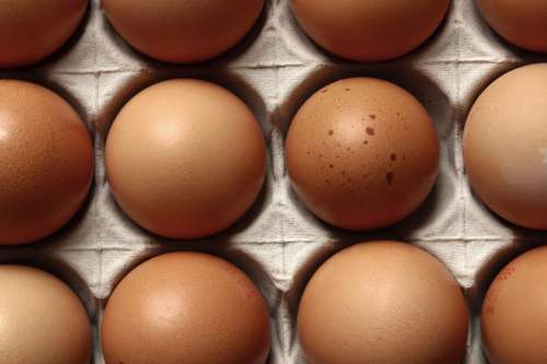 Rows of fresh eggs