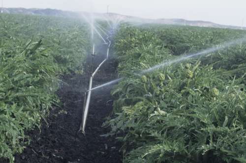 Artichoke field being spray irrigated