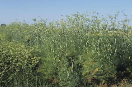 Dill plants (herb)