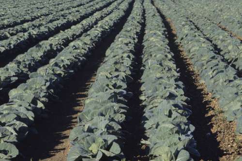 Cabbage fields, Florida, USA