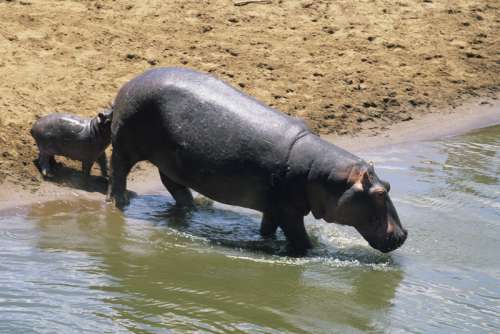 Hippopotamus (Hippopotamus amphibus) with young walking into water, Masai Mara, Kenya