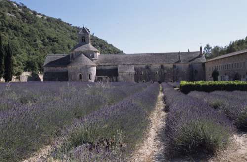 Lavender field at Abbey de Senaque, Provence, France