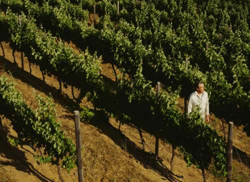 high angle view of a mature man standing in a vineyard