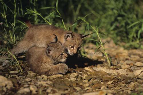 Young Eurasian lynx kittens, Asia