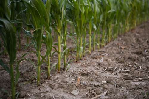 Rows of corn in soil in agricultural field
