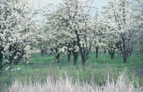 Apple blossom trees, Ontario, Canada