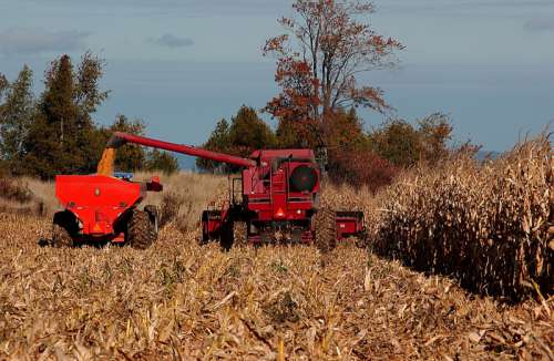 Harvest of crop with combine and tractor