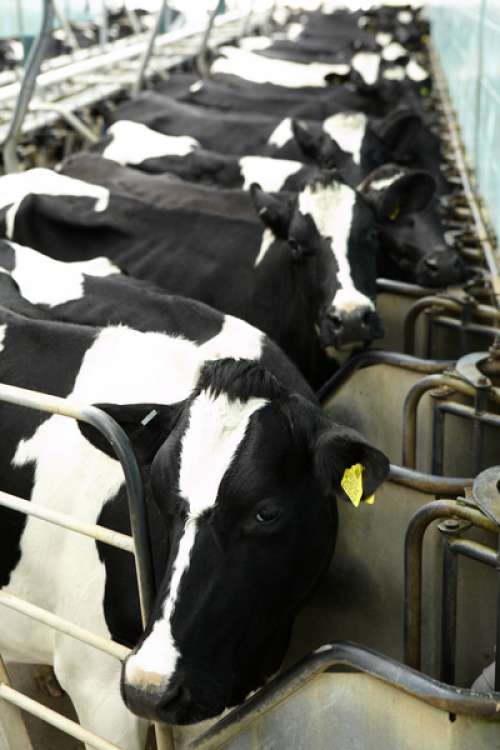 row of cows in milking shed