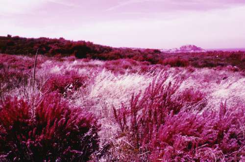 View of moorland grass (infra-red effect)