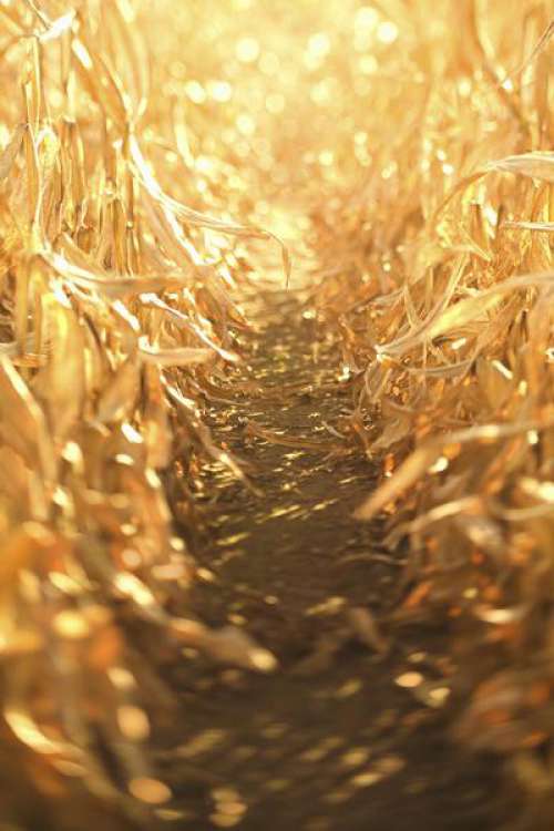 Furrow between rows in corn field