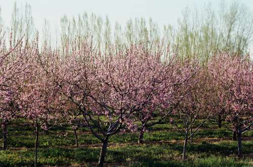 Blooming fruit trees in orchard