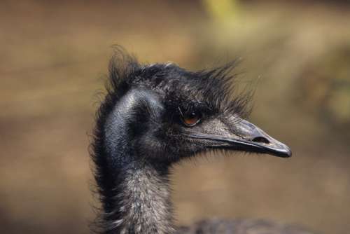 Emu (Dromaius novaehollandiae), close-up, Australia