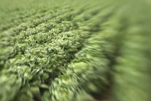 Field of lettuce