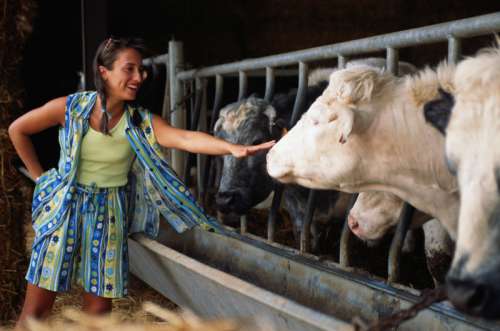 Woman cow's in barn