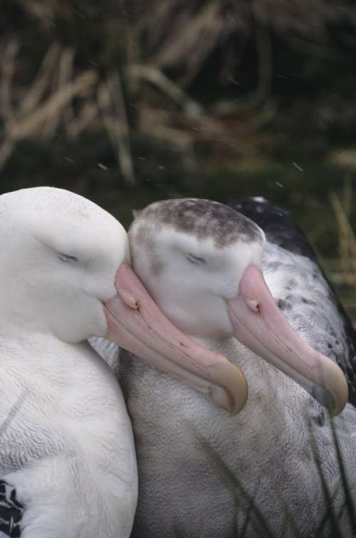 Wandering albatross (Diomedea exulans) pair bonding, Antarctic region
