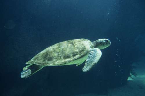 Green sea turtle (Chelonia mydas) underwater