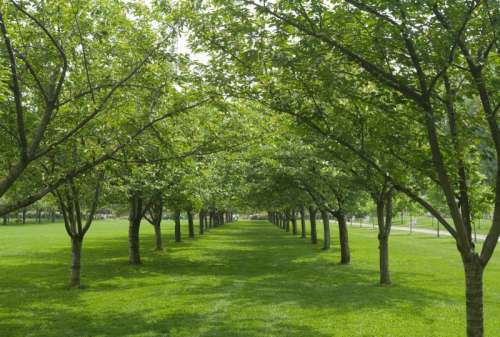 Rows of trees
