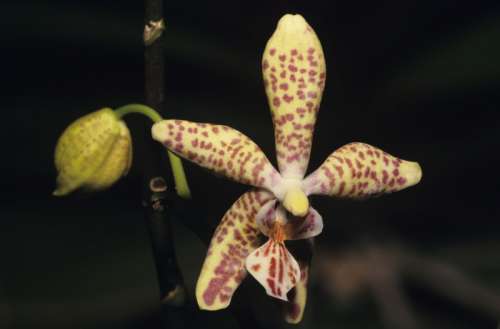Orchid, close-up