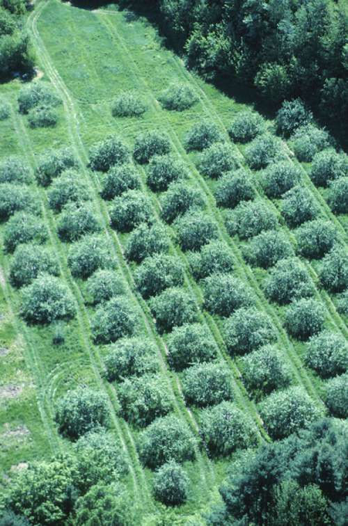 High angle view of crop rows